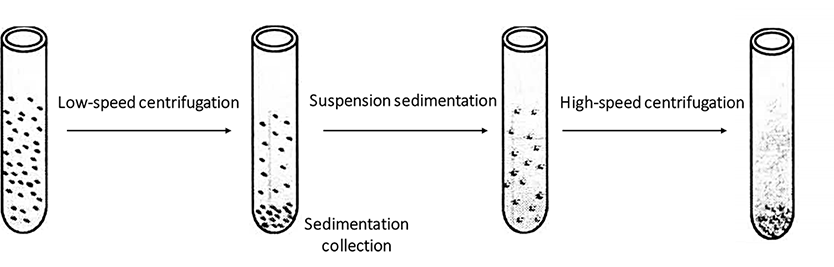 Sedimentation Coefficient of Different Molecules and Organelles
